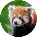 Razer.RedPanda