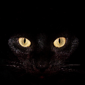 BigCat__