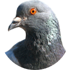 Noverkiller